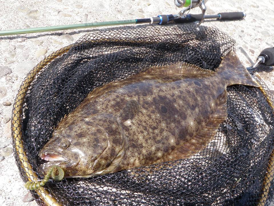 積丹方面ロックフィッシュ＆ヒラメ情報。 - つり具センター | 釣り具の