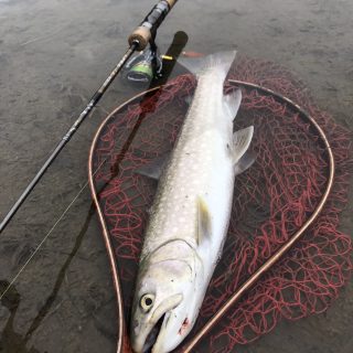 渓流アメマス釣行。