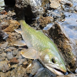 5/28然別湖特別解禁釣行