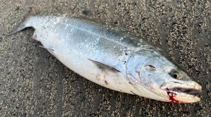 釧路近郊海サクラ開幕！