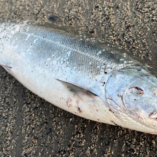 釧路近郊海サクラ開幕！