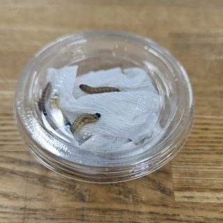 イタドリ虫入荷！