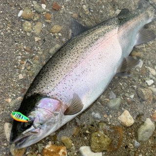 阿寒湖釣行