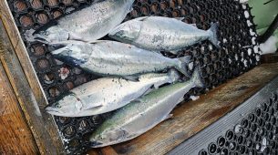 1/7～8羅臼サクラマスジギング