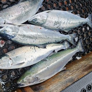 1/7～8羅臼サクラマスジギング