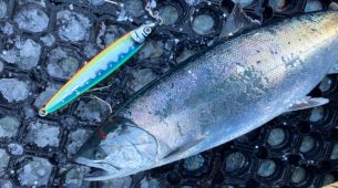 1/13羅臼沖サクラマスジギング