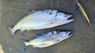 2026/1/31白老沖サクラマスジギング