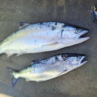 2026/1/31白老沖サクラマスジギング